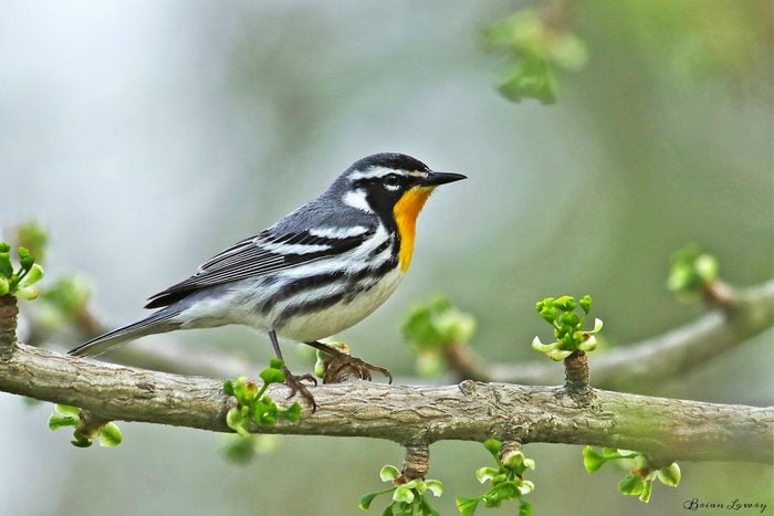 yellow-throated warbler, pictures of warblers