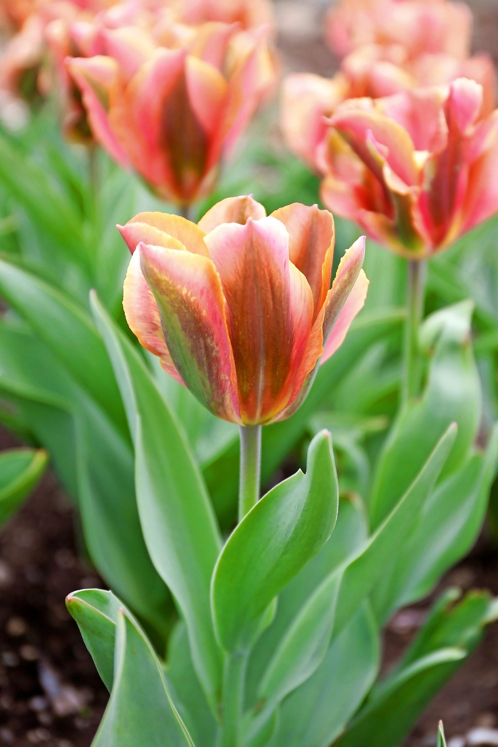 Top 10 Showstopping Tulips Bulbs To Plant For Spring Color