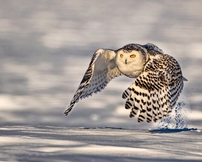 snowy owl in flight