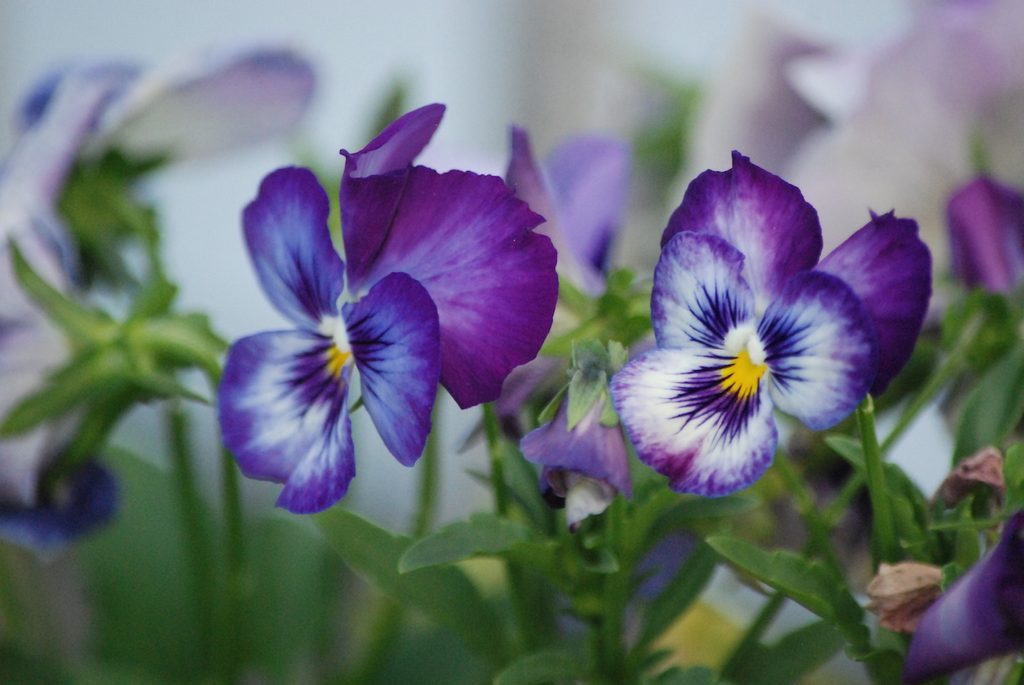 Edible Flowers You Can Grow in Your Garden