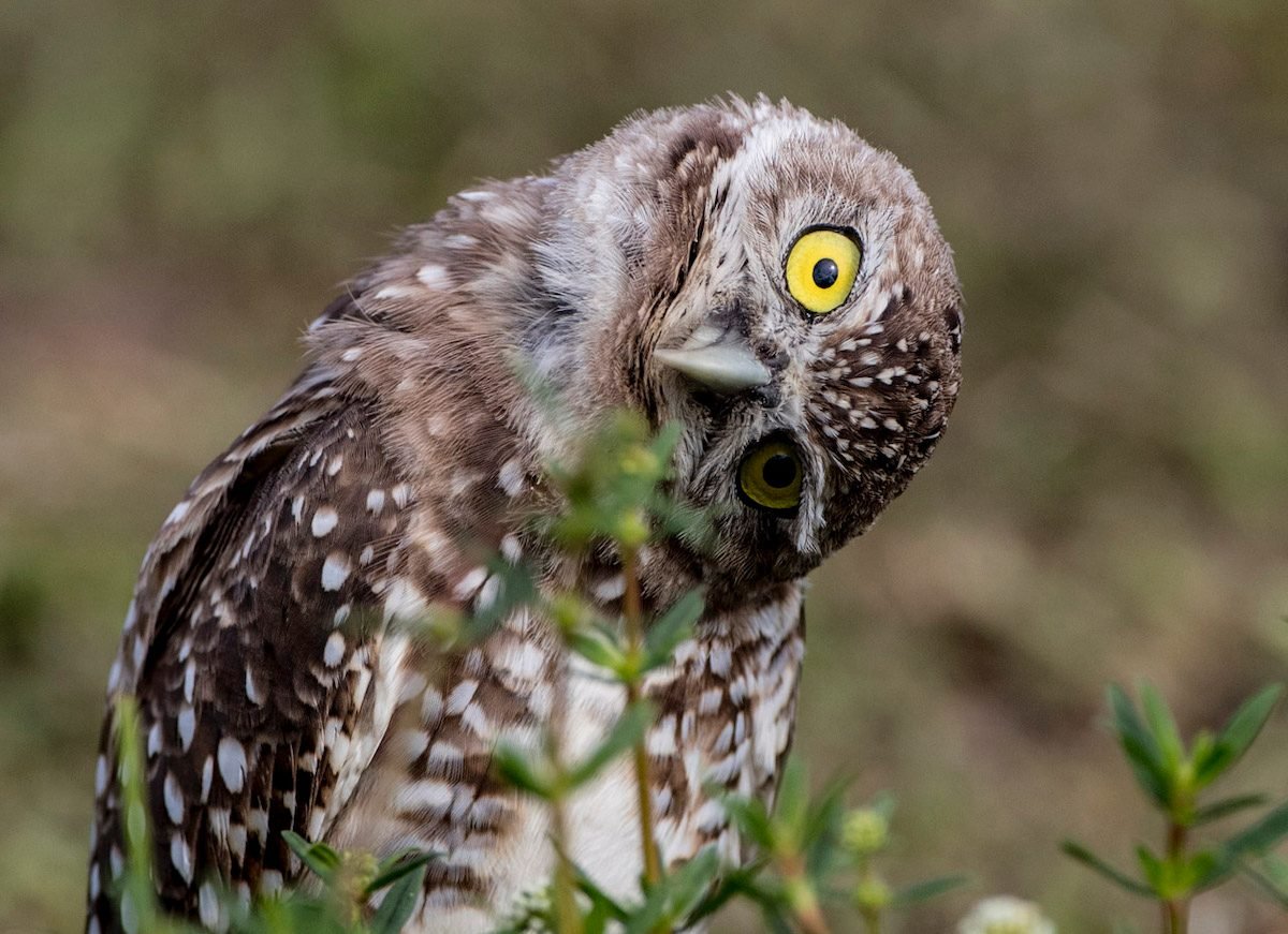 5 Fascinating Burrowing Owl Facts - Birds and Blooms