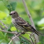 How to Attract and Identify a Pine Siskin
