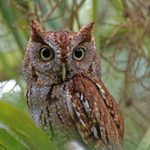 Eastern vs Western Screech-Owl: What’s the Difference?