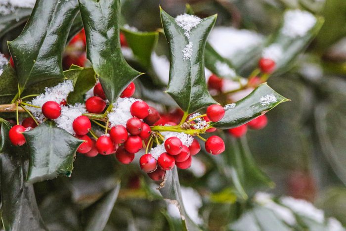 holly bush with snow covered berries