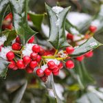 7 Fascinating Facts About Holly Trees and Berries