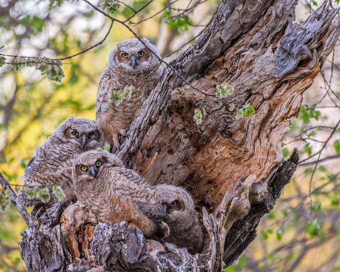 baby owls, how to attract owls