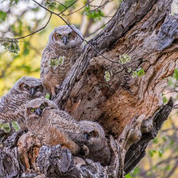 baby owls, how to attract owls