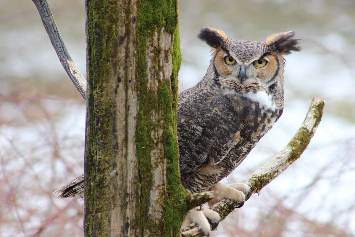 Great Horned Owl: The Greatest Nocturnal Hunter - Birds and Blooms