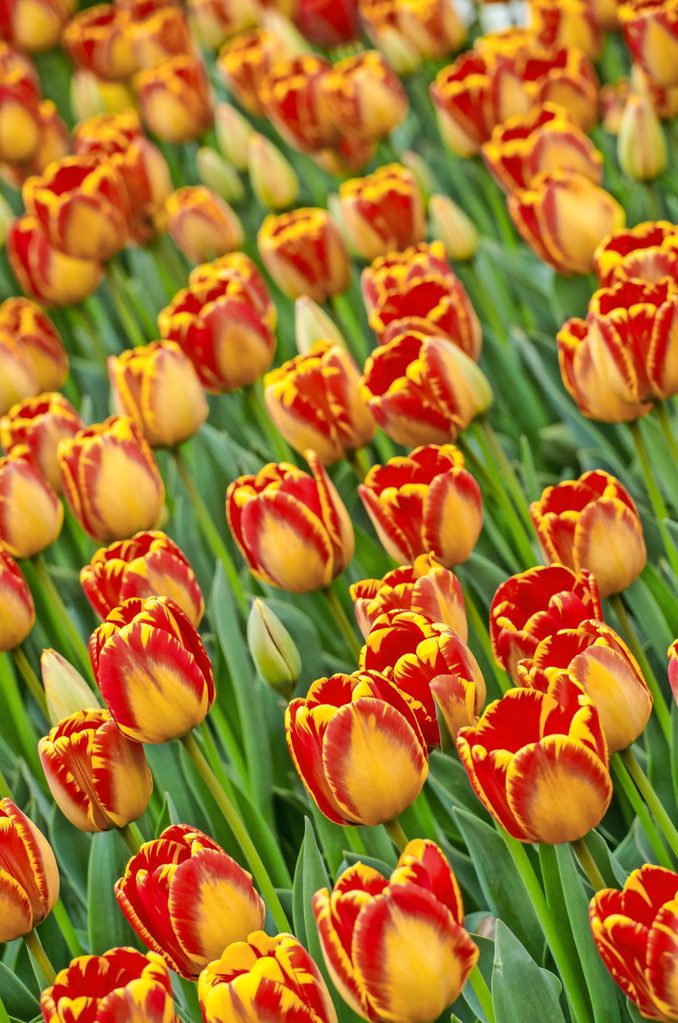 Banja Luka tulips dazzle with red and orange displays.