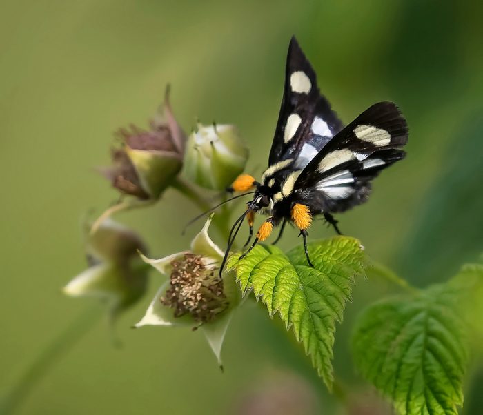 An eight-spotted forester moth on a raspberry plant.
