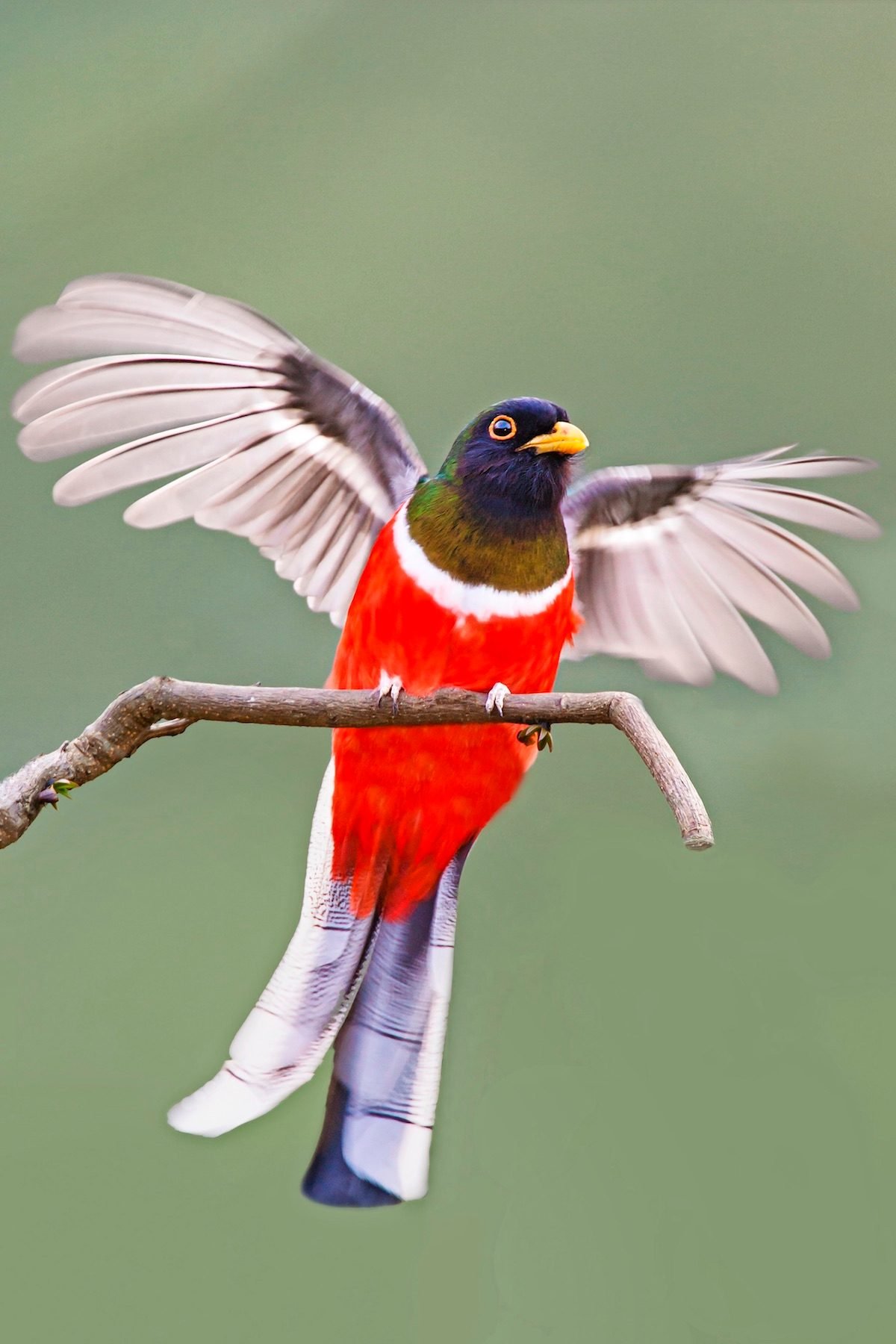 The Top 9 Most Beautiful Birds in America - Birds and Blooms