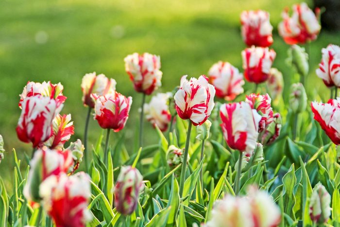 Estella Rijnveld tulips on a sunny day.
