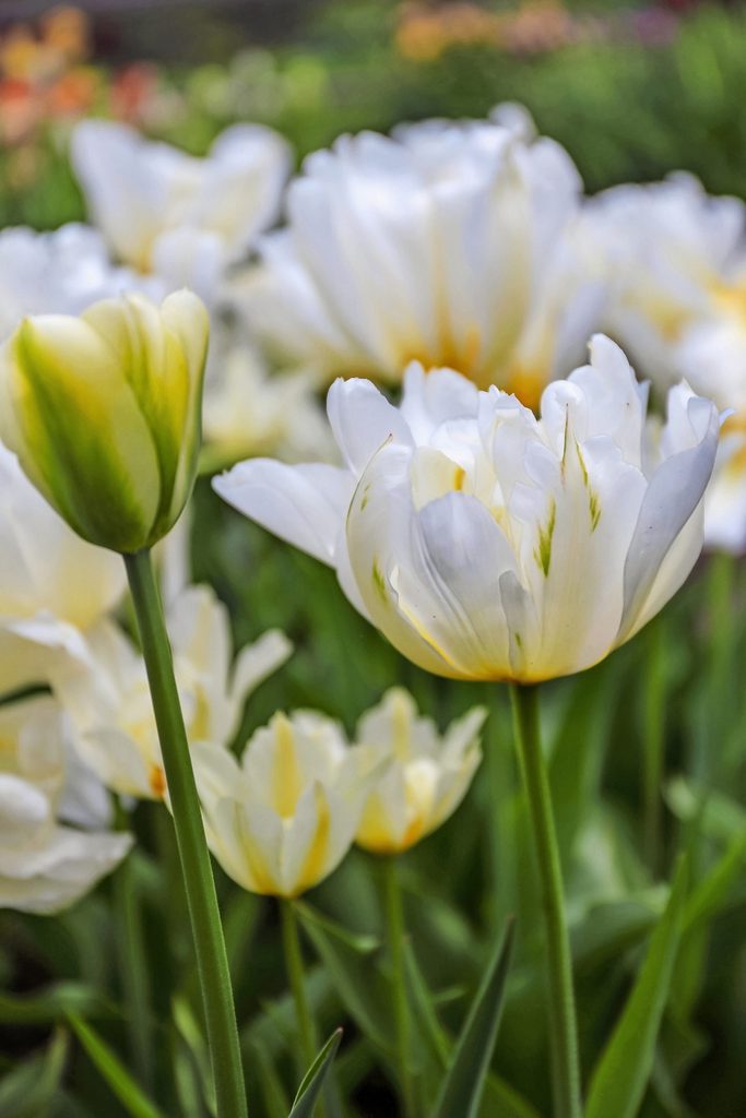 Exotic Emperor tulips feature white petals with yellow accents.