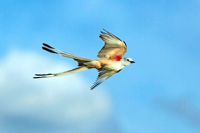 Scissor-tailed flycatcher flying