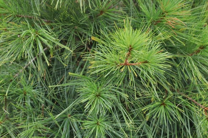 Eastern white pine (pinus strobus)