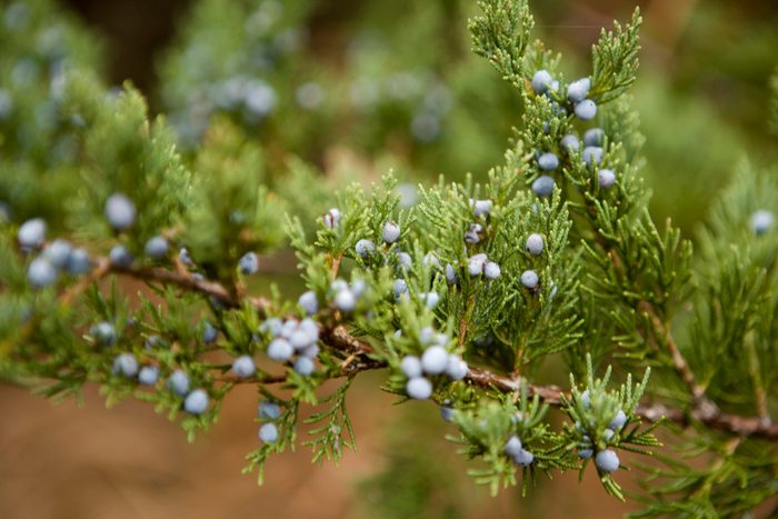 Eastern red cedar (Juniperus virginiana), types of christmas trees