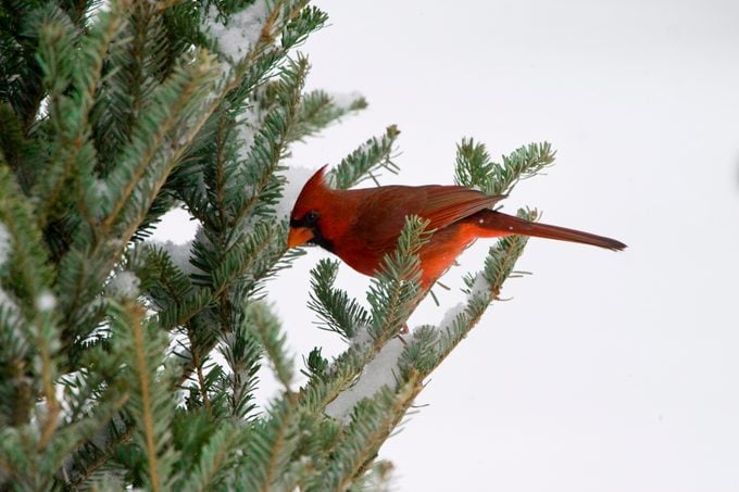 Male Cardinal in a fraser fir tree