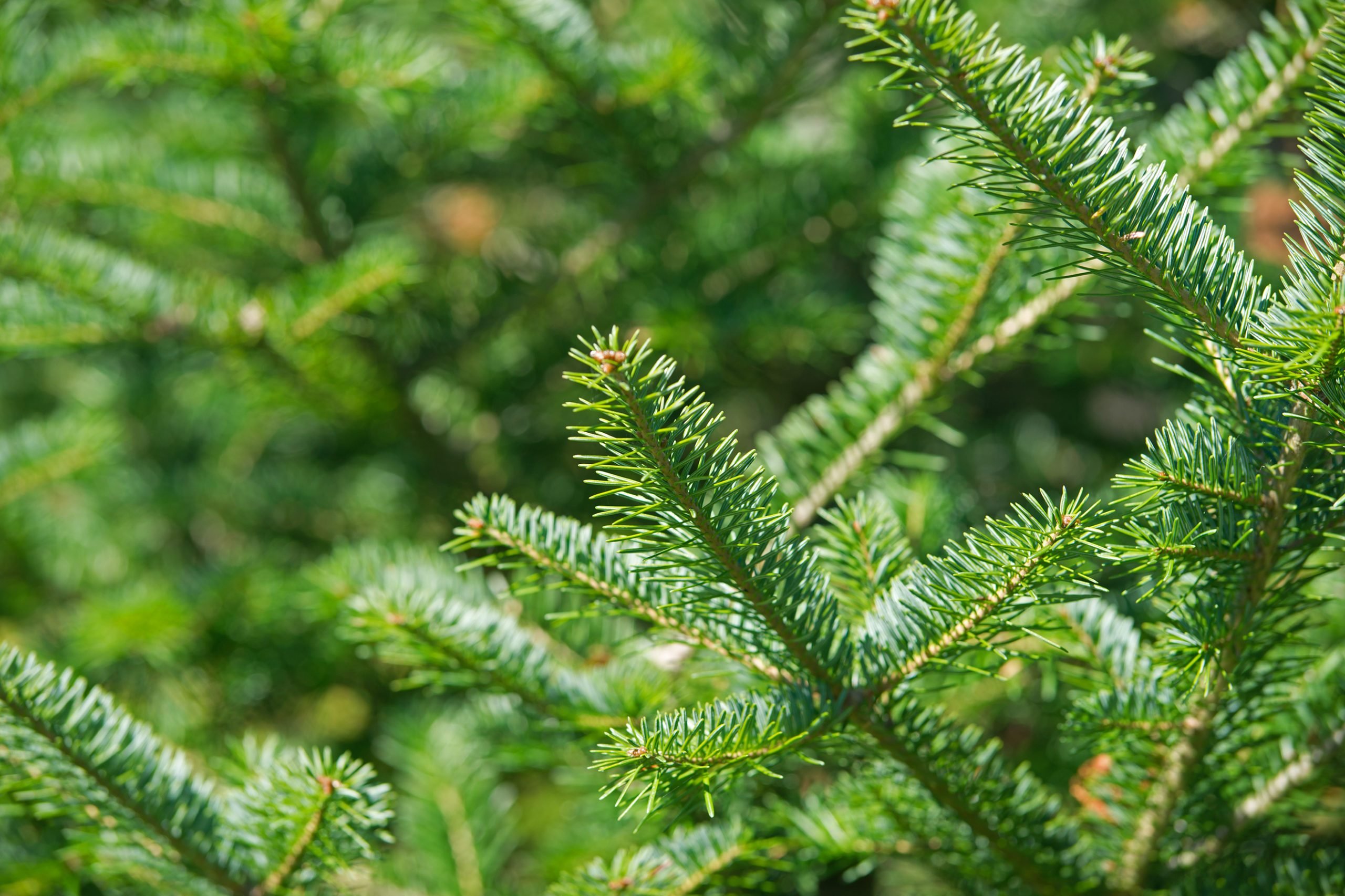 8 Types of Christmas Trees You Can Grow | Growing Trees