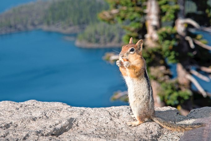 Golden Mantled Ground Squirrel at Crater Lake