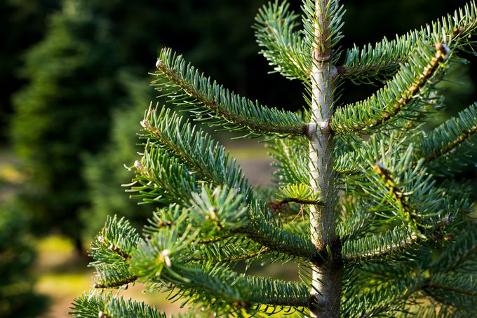 Noble Fir at Christmas tree farm in the Pacific Northwest
