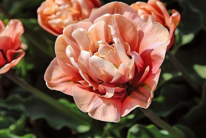 Close-up of La Belle Epoque tulip.