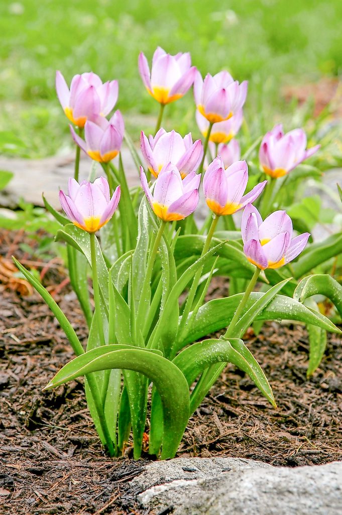 lilac wonder tulip