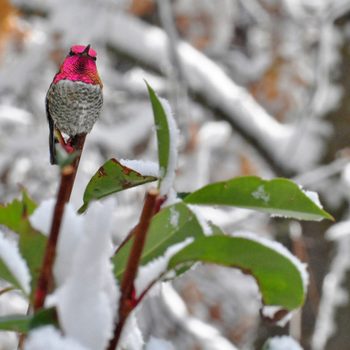 Anna's hummingbird in snow
