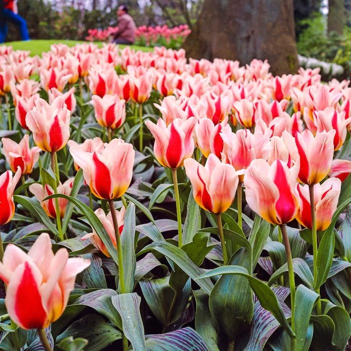A bed of Mary Ann tulips.