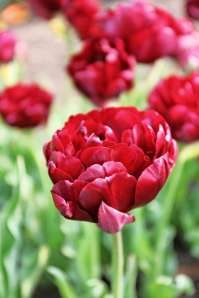 A red Midnight Magic tulip.