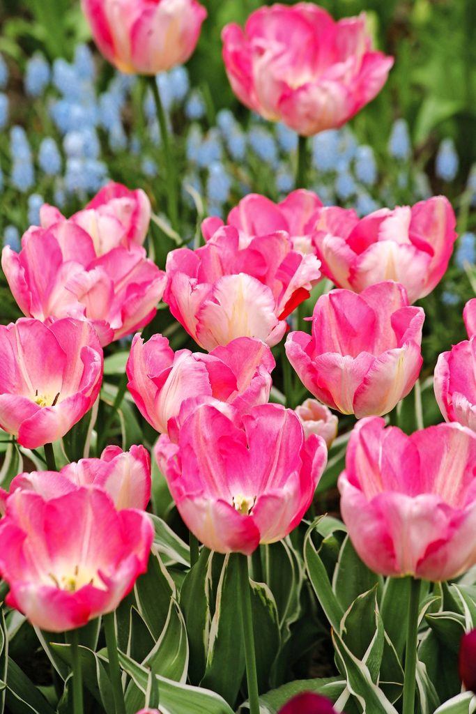 A planting of New Design tulips.