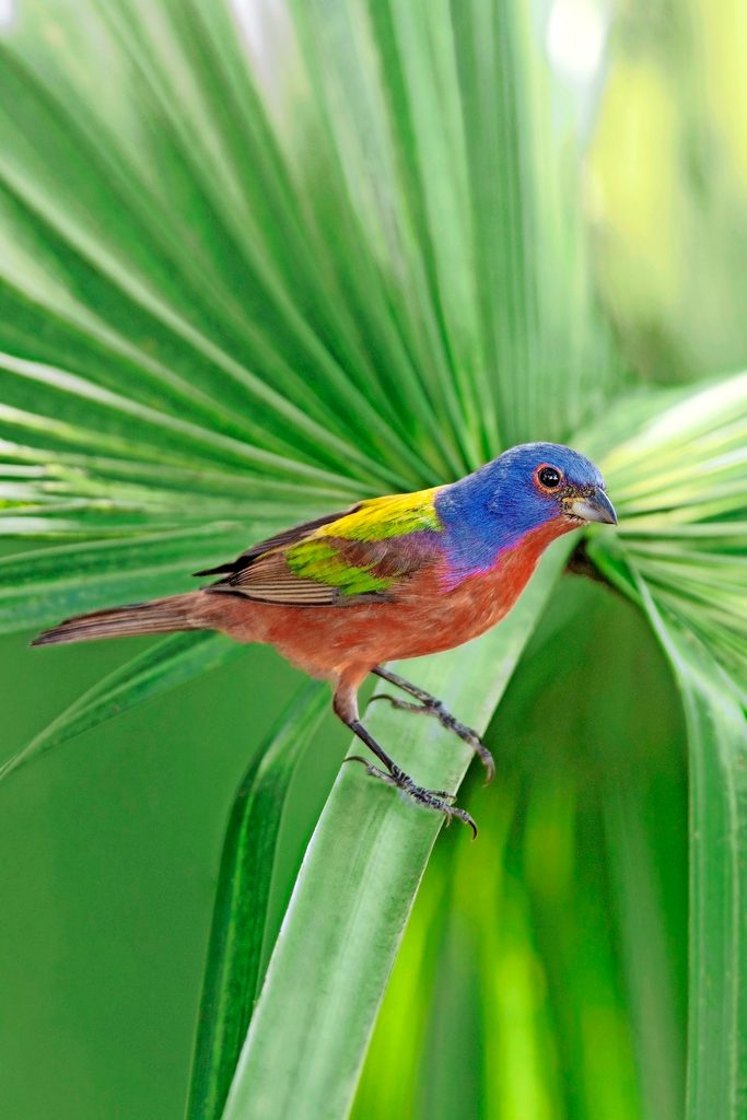 Painted bunting perched