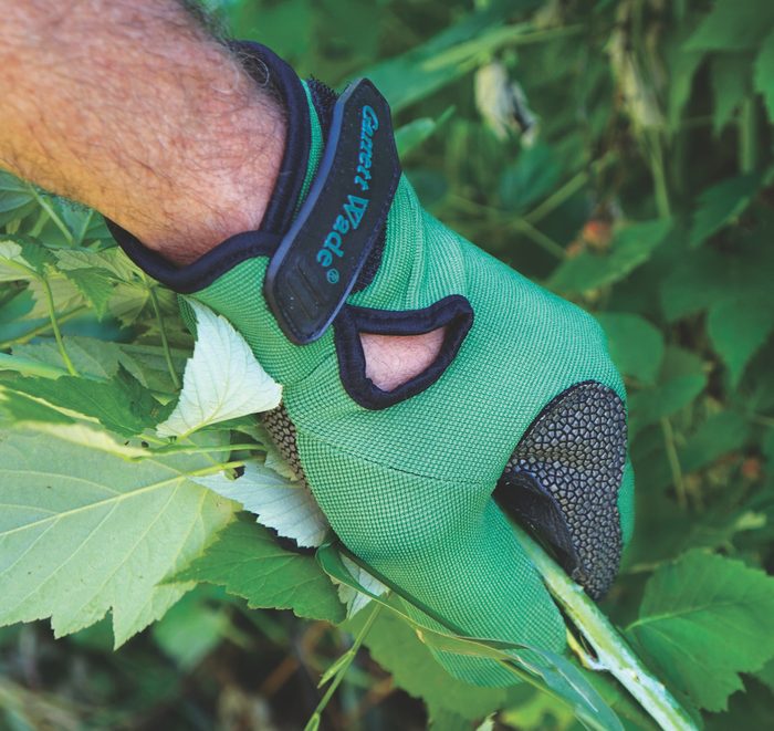 Gardening gloves protect hands from sharp thorns.