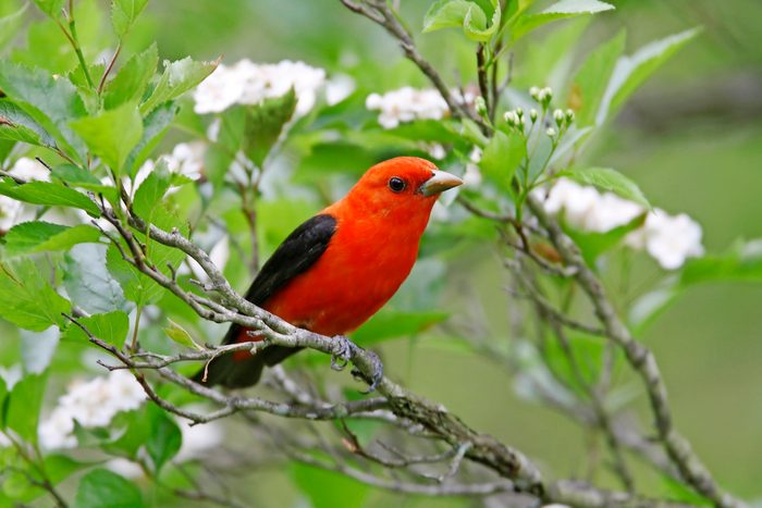 Scarlet Tanager in Hawthorn tree