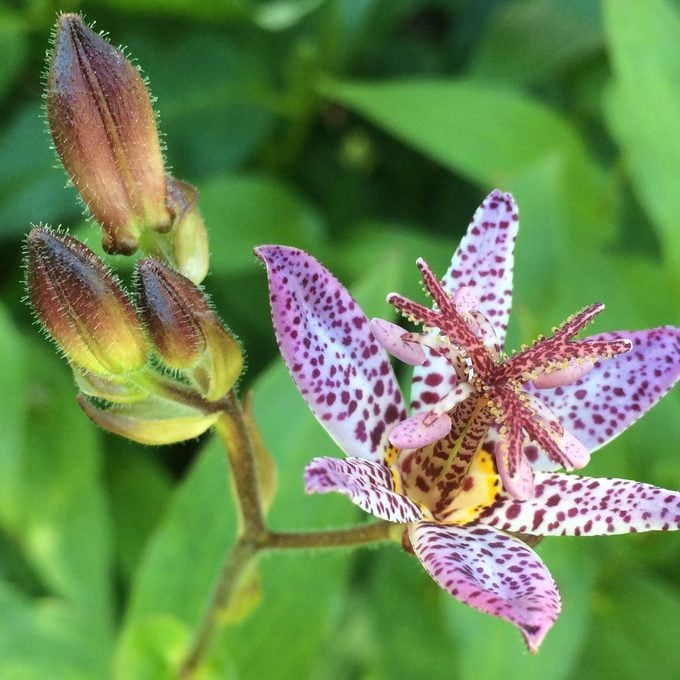 Toad-Lily-Plant
