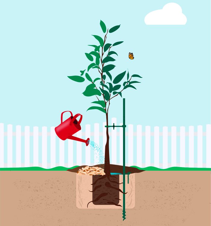 An illustration of a newly planted tree.