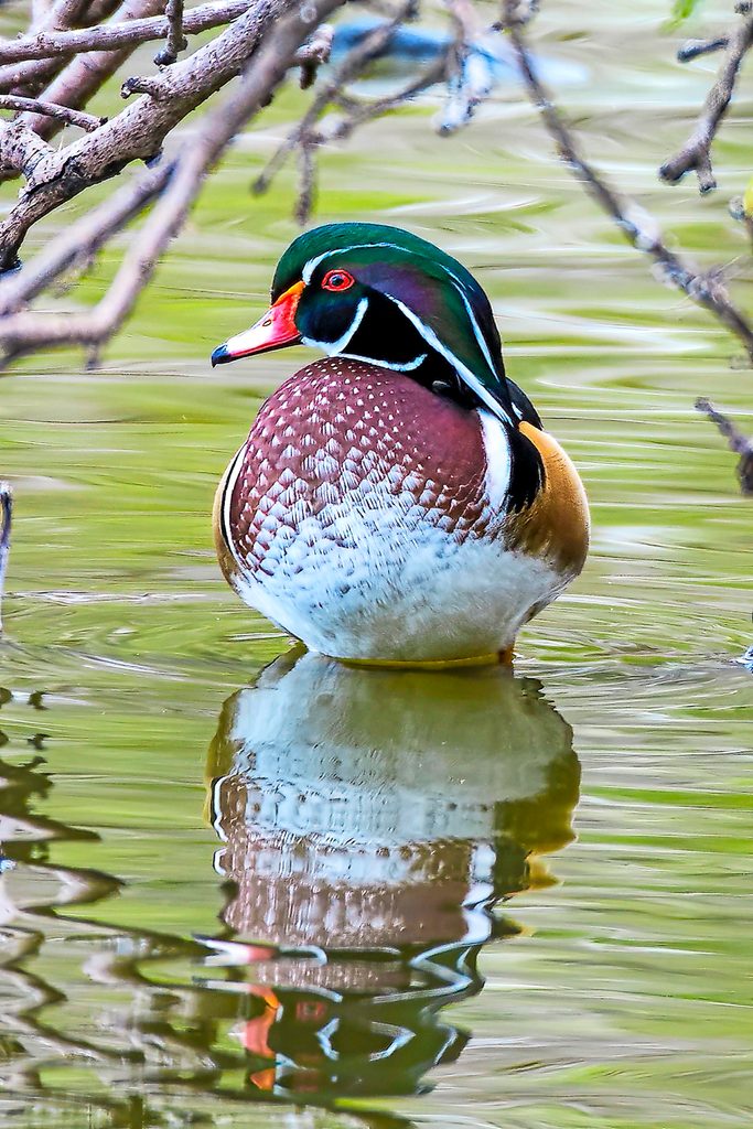 Wood duck floating
