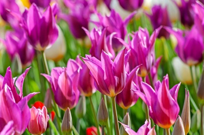 A close-up of a field with Yume No Muraski tulips.