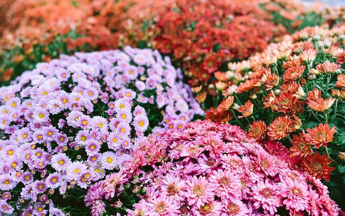 Full Frame View of Assorted Chrysanthemums