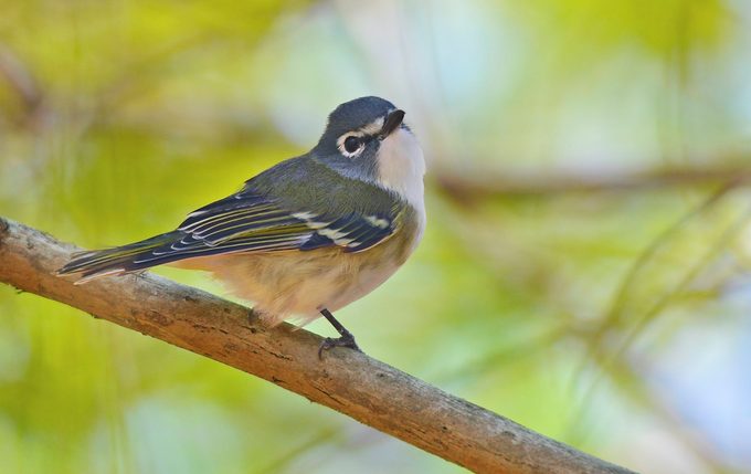 A blue-headed vireo sitting in a tree.
