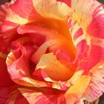 ‘Citrus Splash’ Is the Gorgeous Multicolored Rose You Need in Your Garden