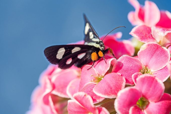 An eight-spotted forester moth sitting on pink kalanchoe.