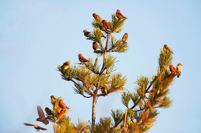 A flock of red crossbills sitting in a tree.