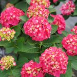 The ‘Wee Bit Giddy’ Hydrangea Is the GORGEOUS Flower Missing from Your Garden