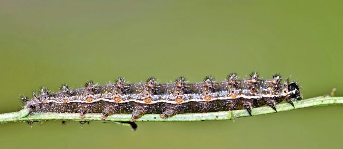 A pearl crescent caterpillar inches along a plant stem.