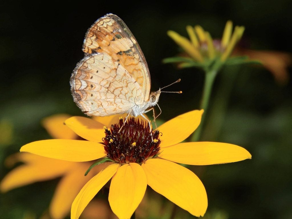 A pearl crescent visits a bright yellow flower.