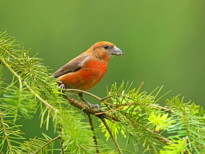 A male red crossbill perches on an evergreen branch.