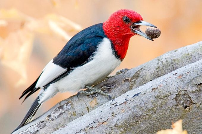 A red-headed woodpecker in fall with an acorn in its mouth.