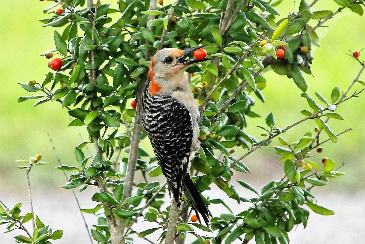 7 Backyard Birds That Eat Berries Birds And Blooms