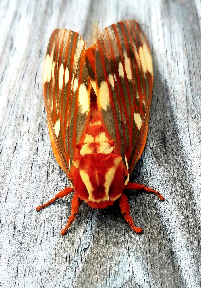 A regal moth sitting on a wooden railing.