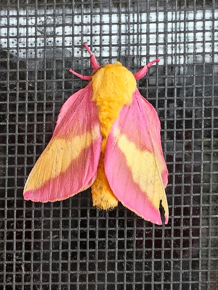 A rosy maple moth sitting on a wire grate.